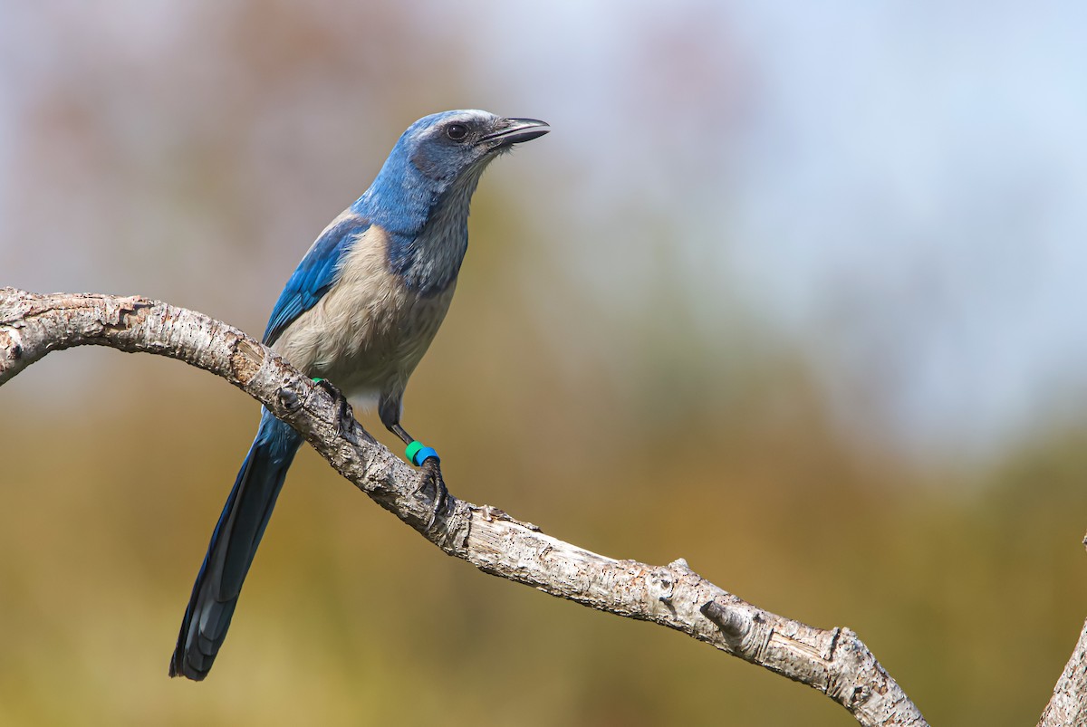 Florida Scrub-Jay - ML612796683