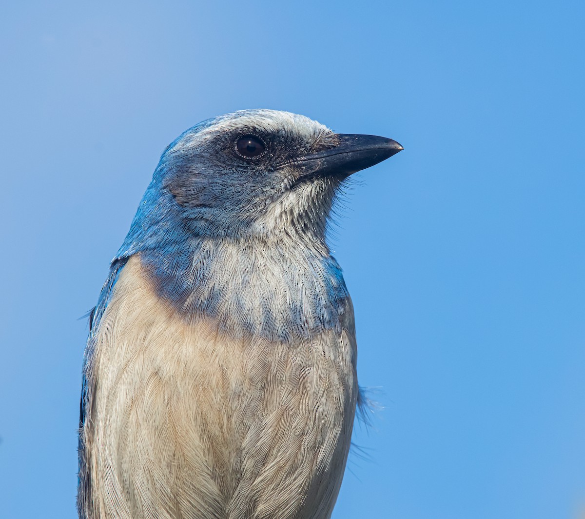 Florida Scrub-Jay - Braxton Landsman