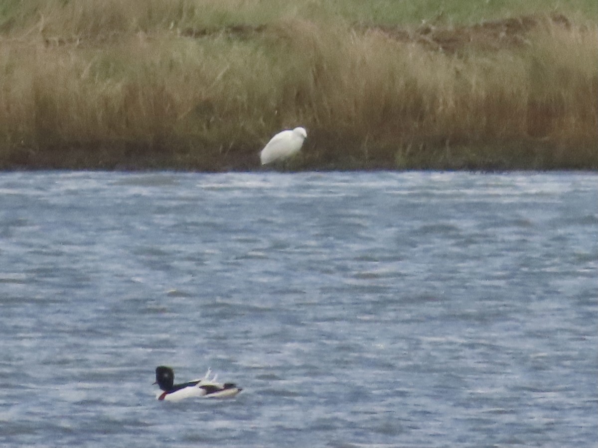 Little Egret - ML612796690