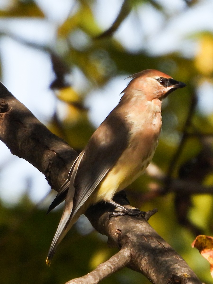 Cedar Waxwing - ML612796731