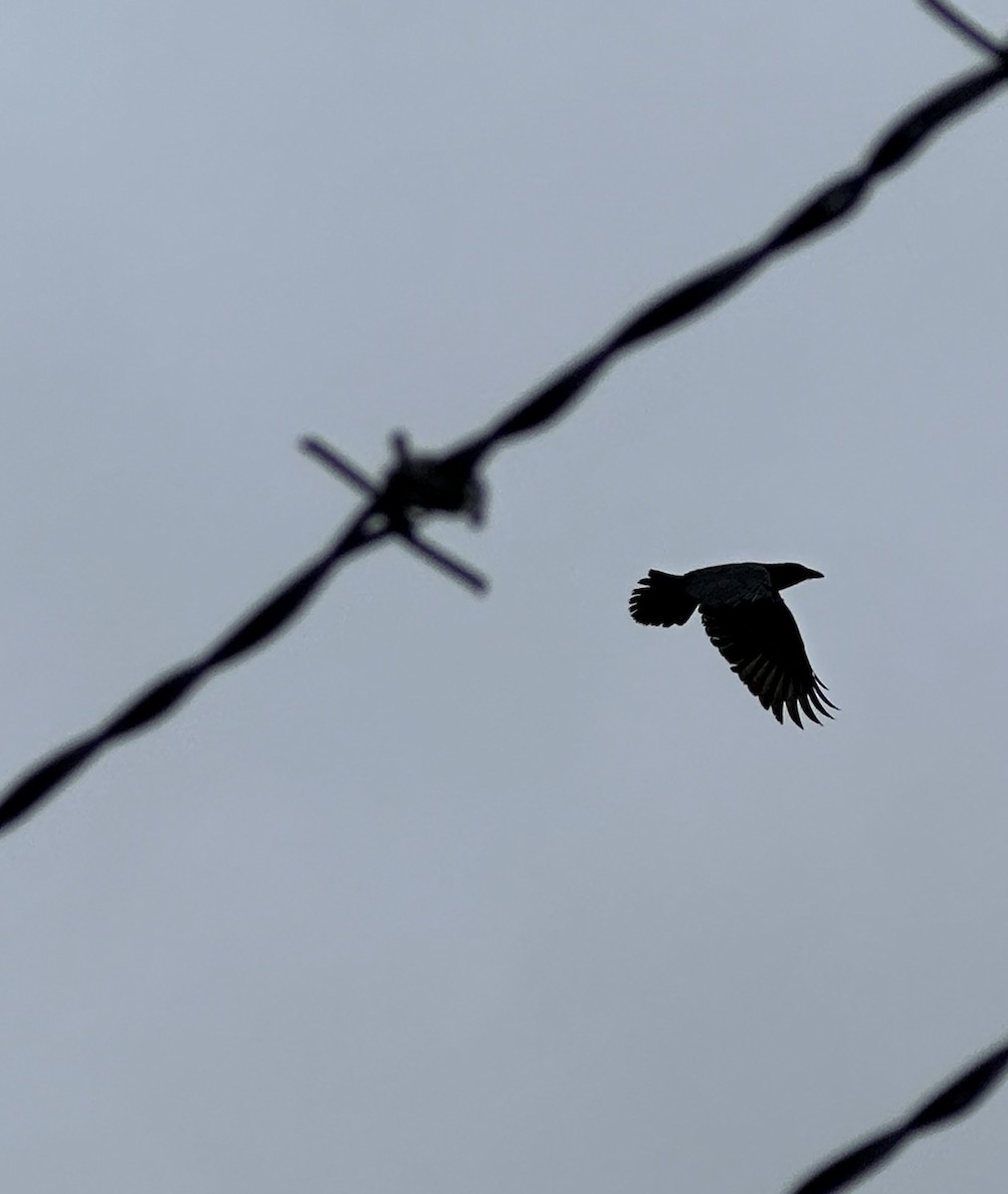 American Crow - ML612796767