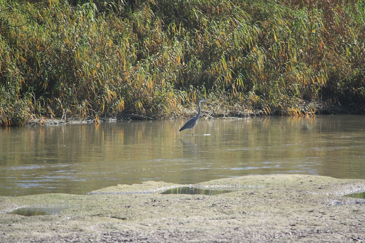 Garza Azulada - ML612796790