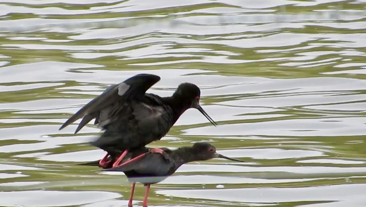 Black Stilt - ML612796891