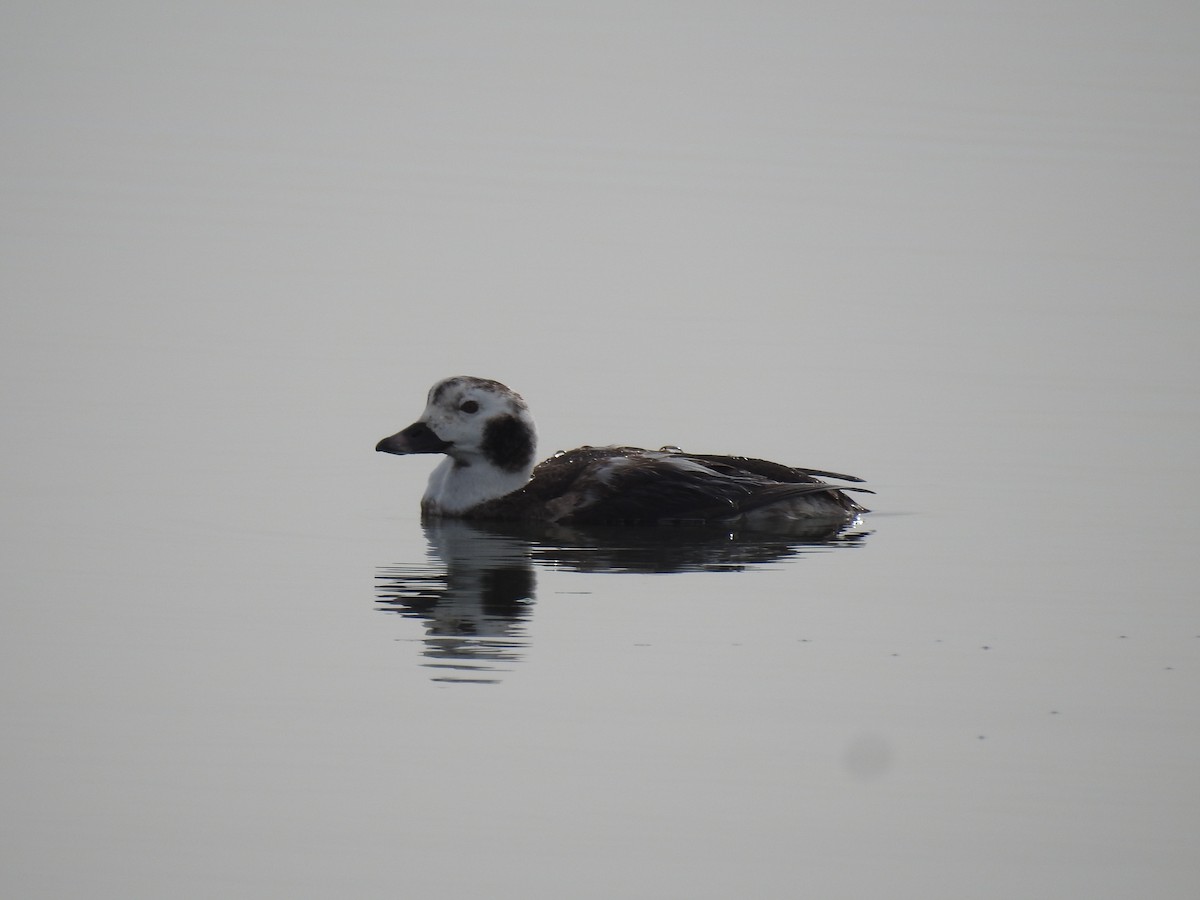 Long-tailed Duck - ML612796931