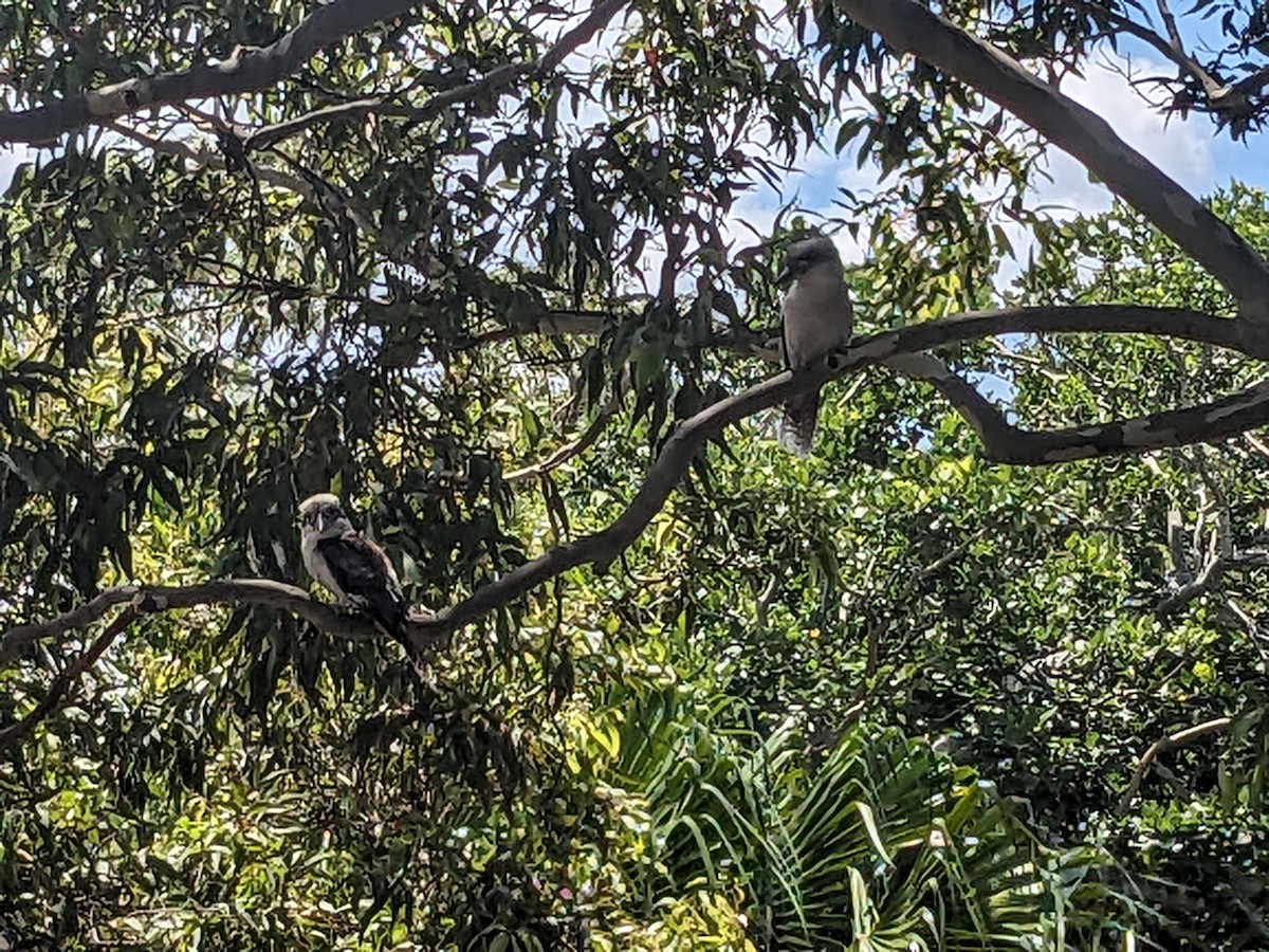 Laughing Kookaburra - ML612797052