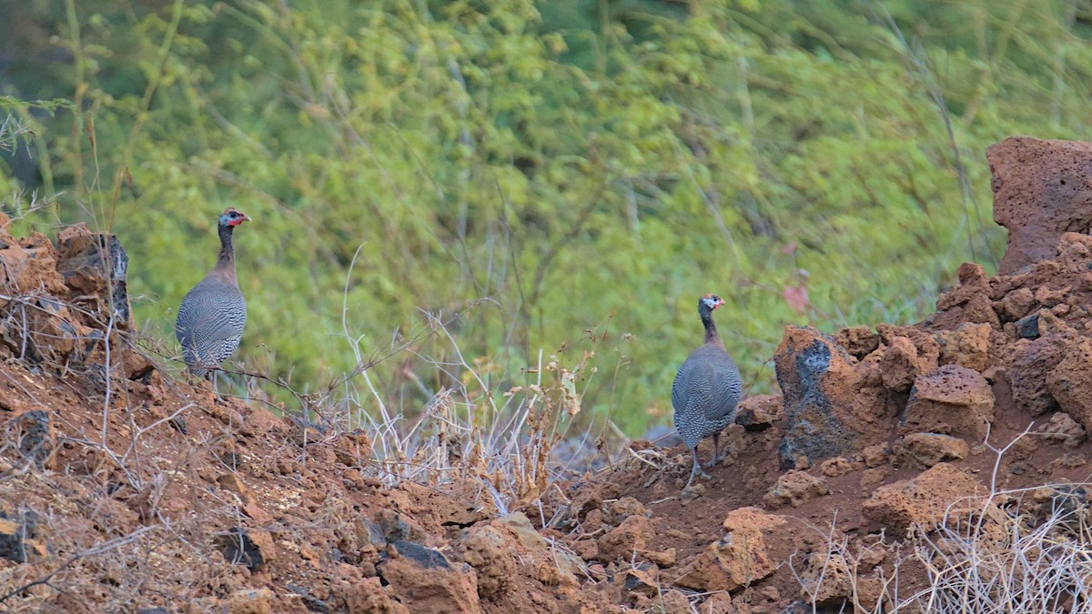 Helmeted Guineafowl - ML612797055