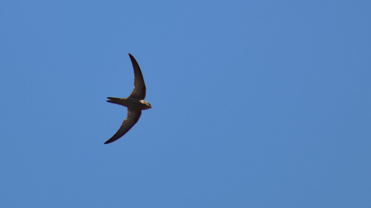 Cape Verde Swift - ML612797062