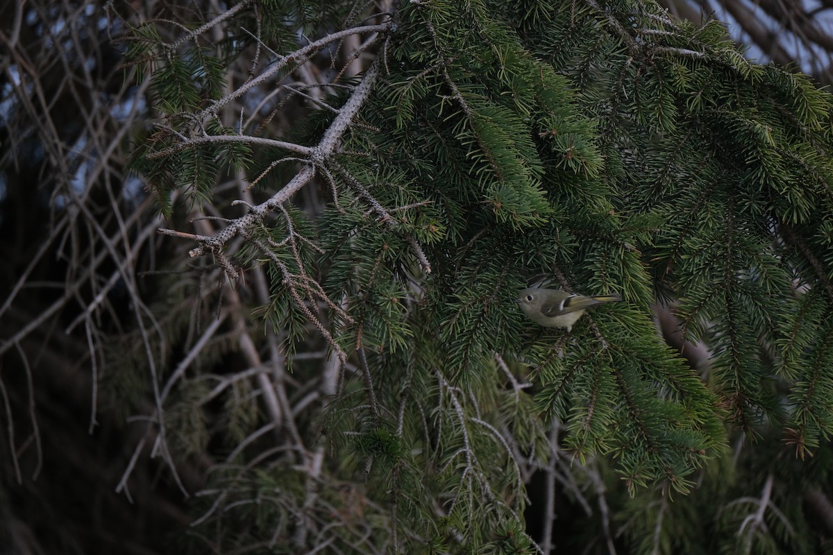 Ruby-crowned Kinglet - ML612797069