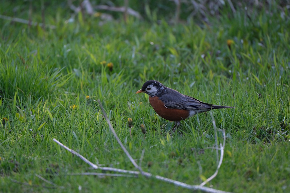 American Robin - ML612797089