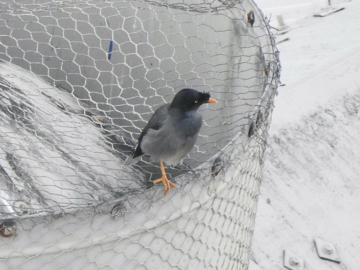 Jungle Myna - Chris Burris