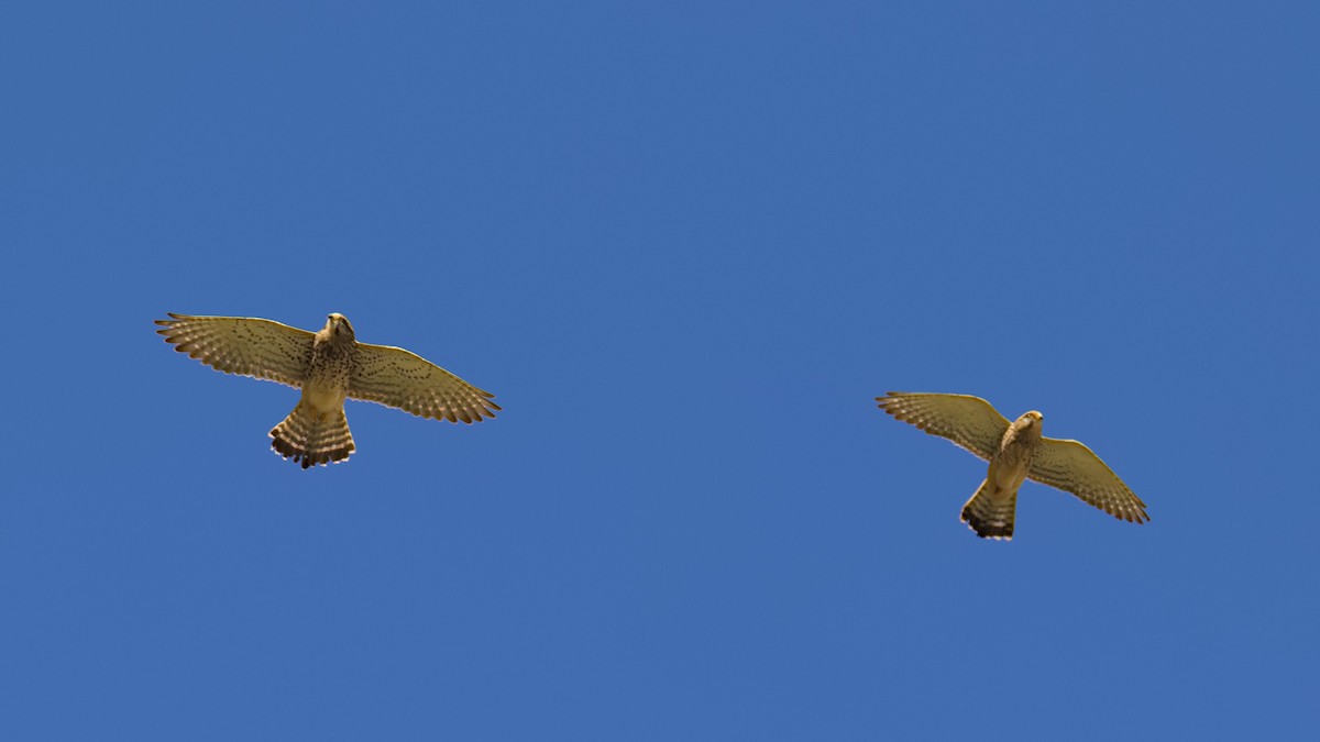 Eurasian Kestrel - ML612797105