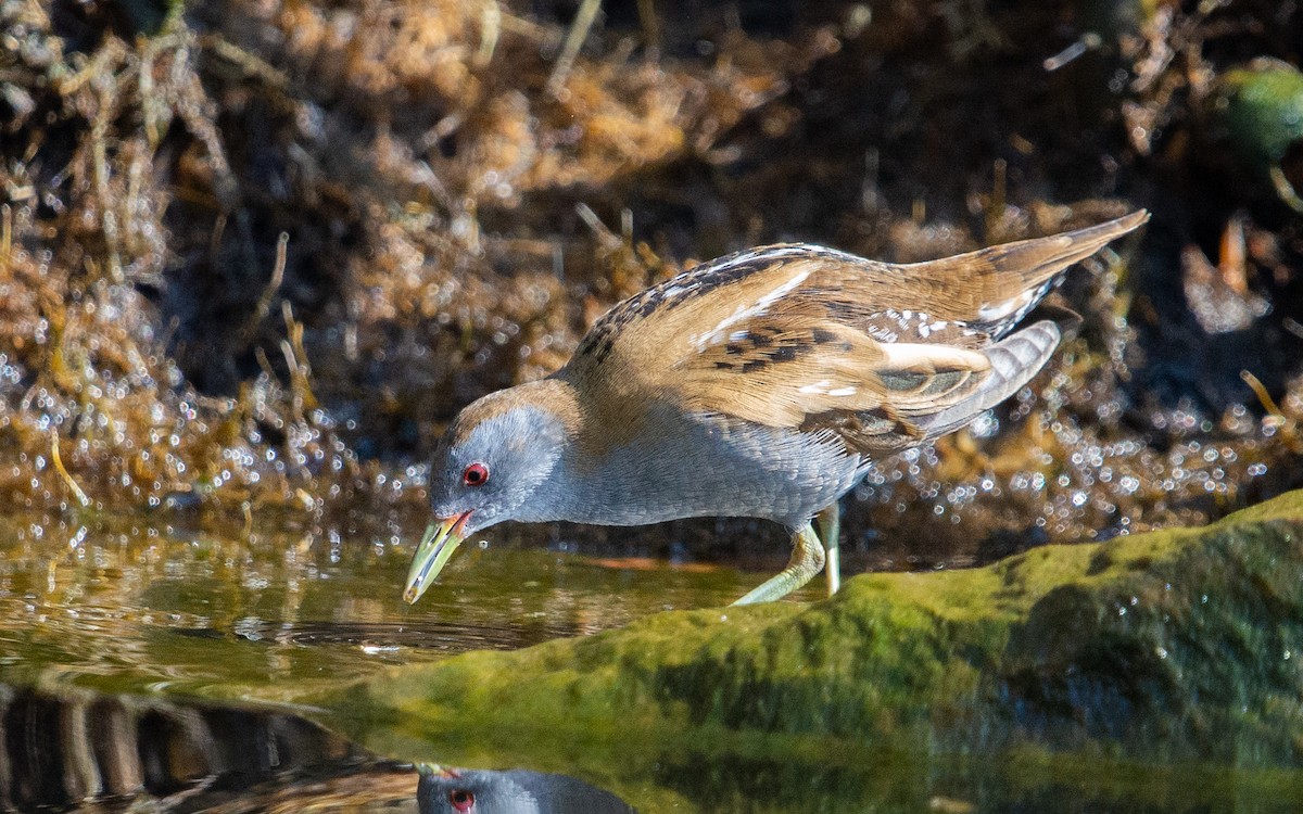 Little Crake - Amr Hady