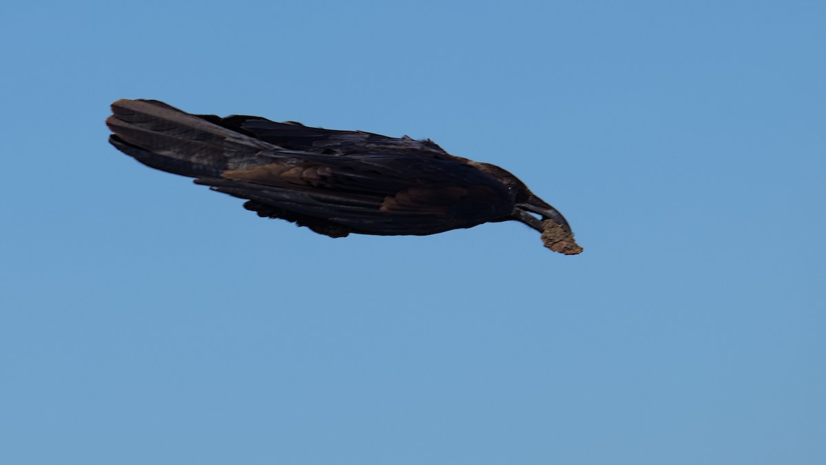 Brown-necked Raven - ML612797118