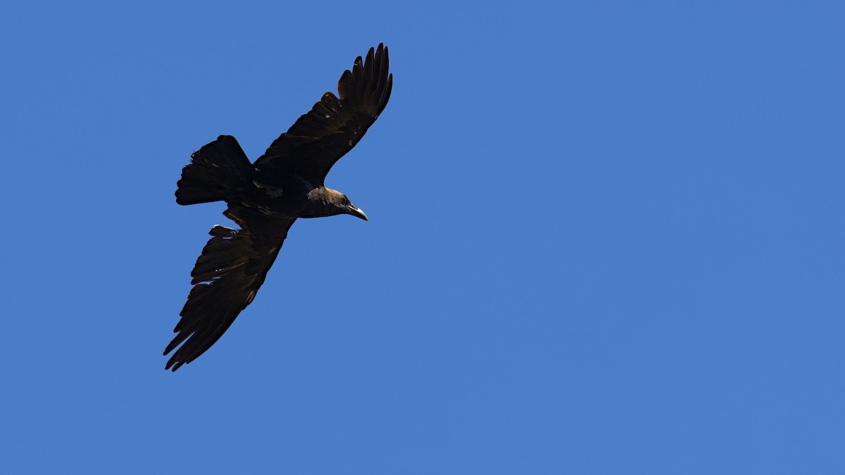 Brown-necked Raven - ML612797119