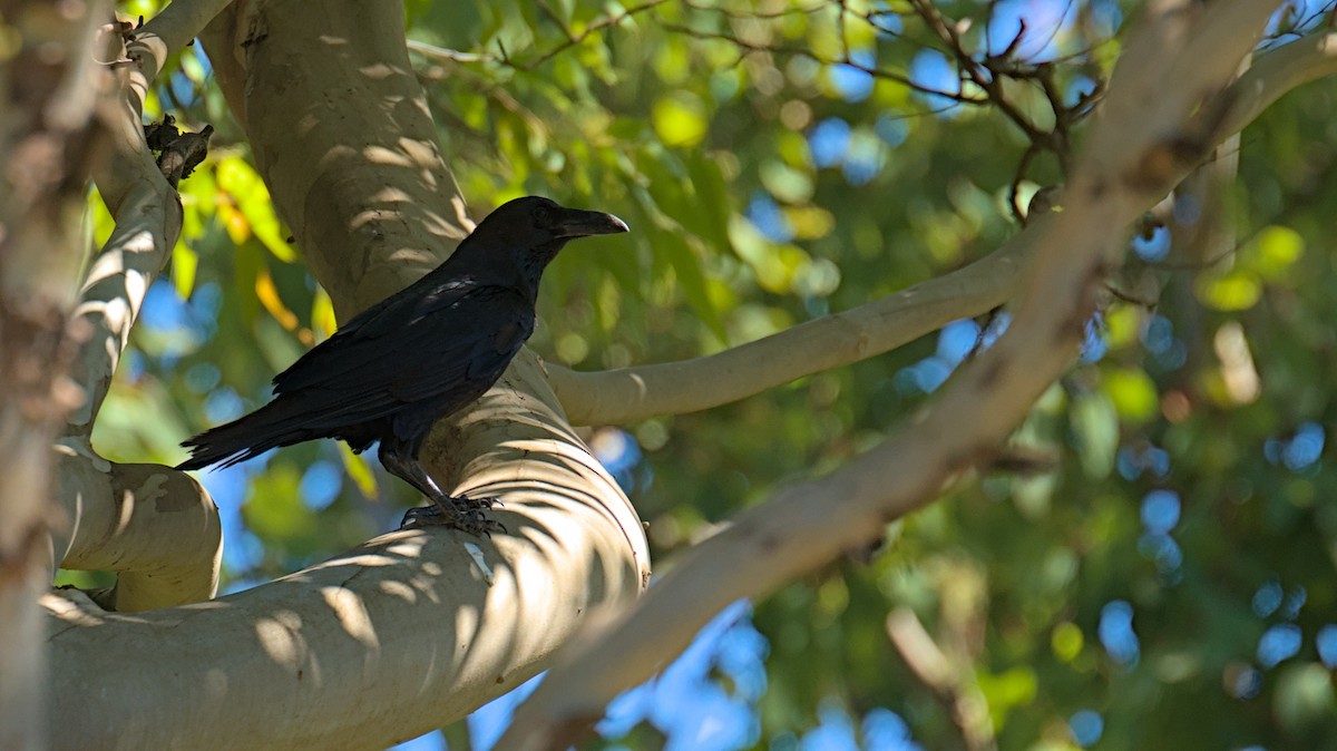 Brown-necked Raven - ML612797120