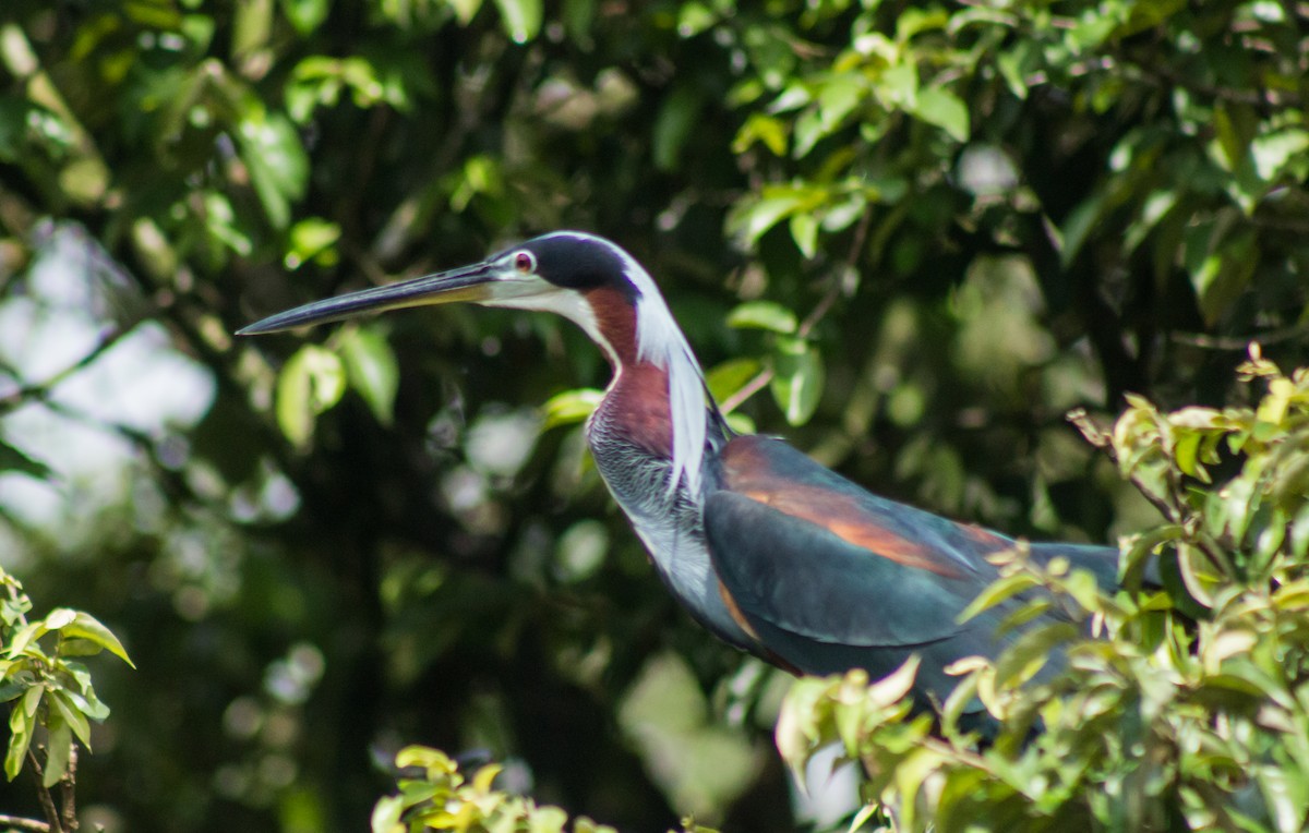 Agami Heron - Andrey Paredes