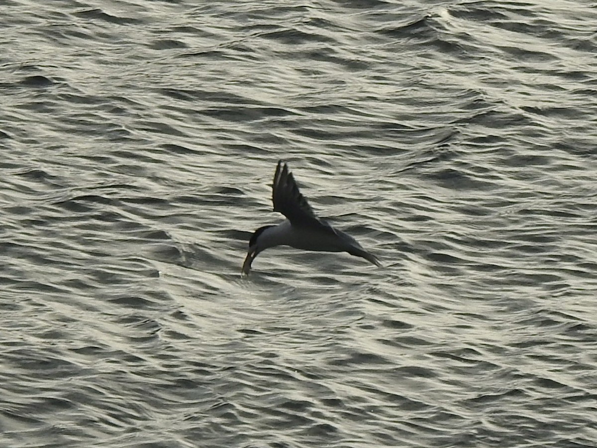 Great Crested Tern - ML612797136