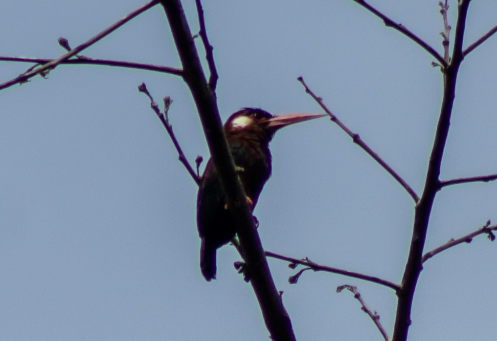 White-eared Jacamar - Andrey Paredes