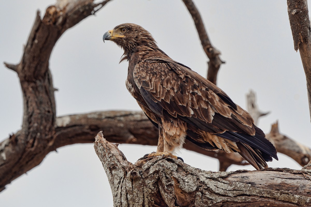 Tawny Eagle - ML612797168