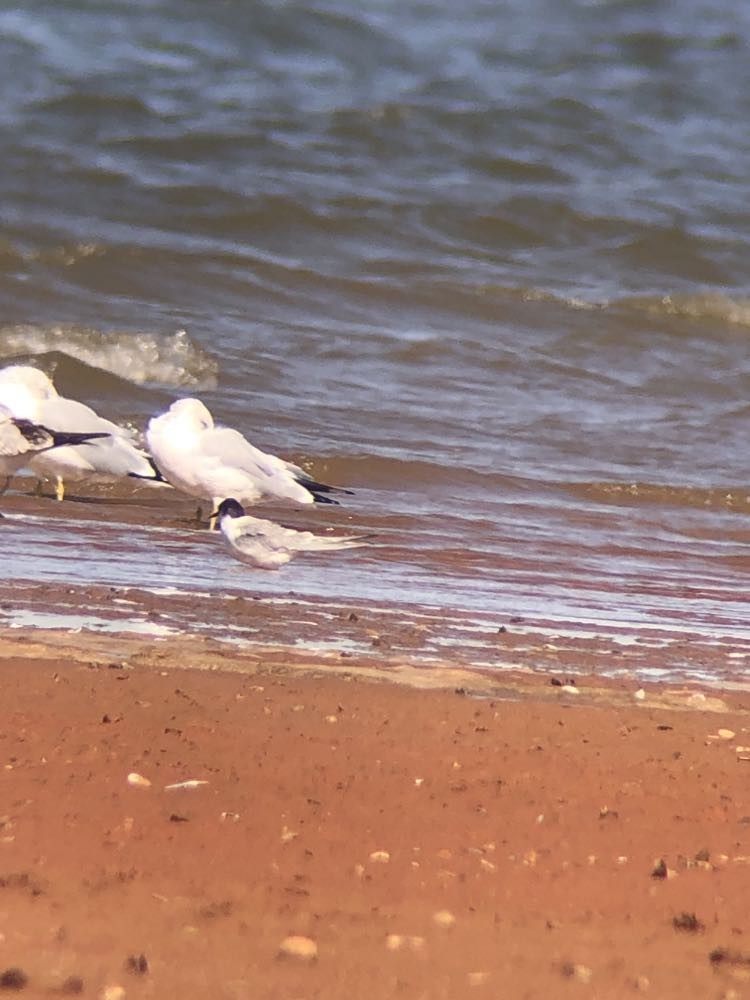 Arctic Tern - ML612797172