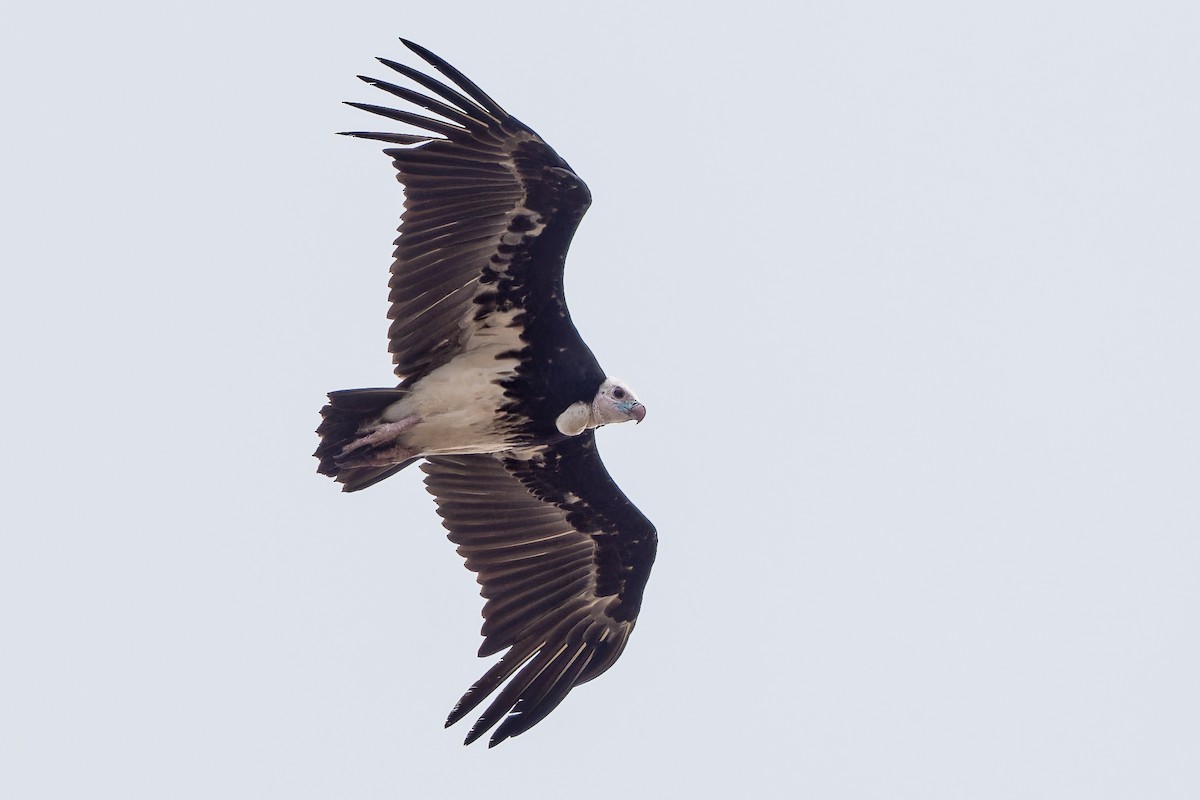 White-headed Vulture - ML612797185