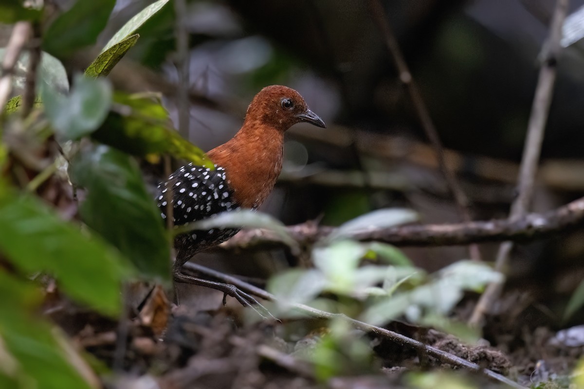 White-spotted Flufftail (Northern) - ML612797191