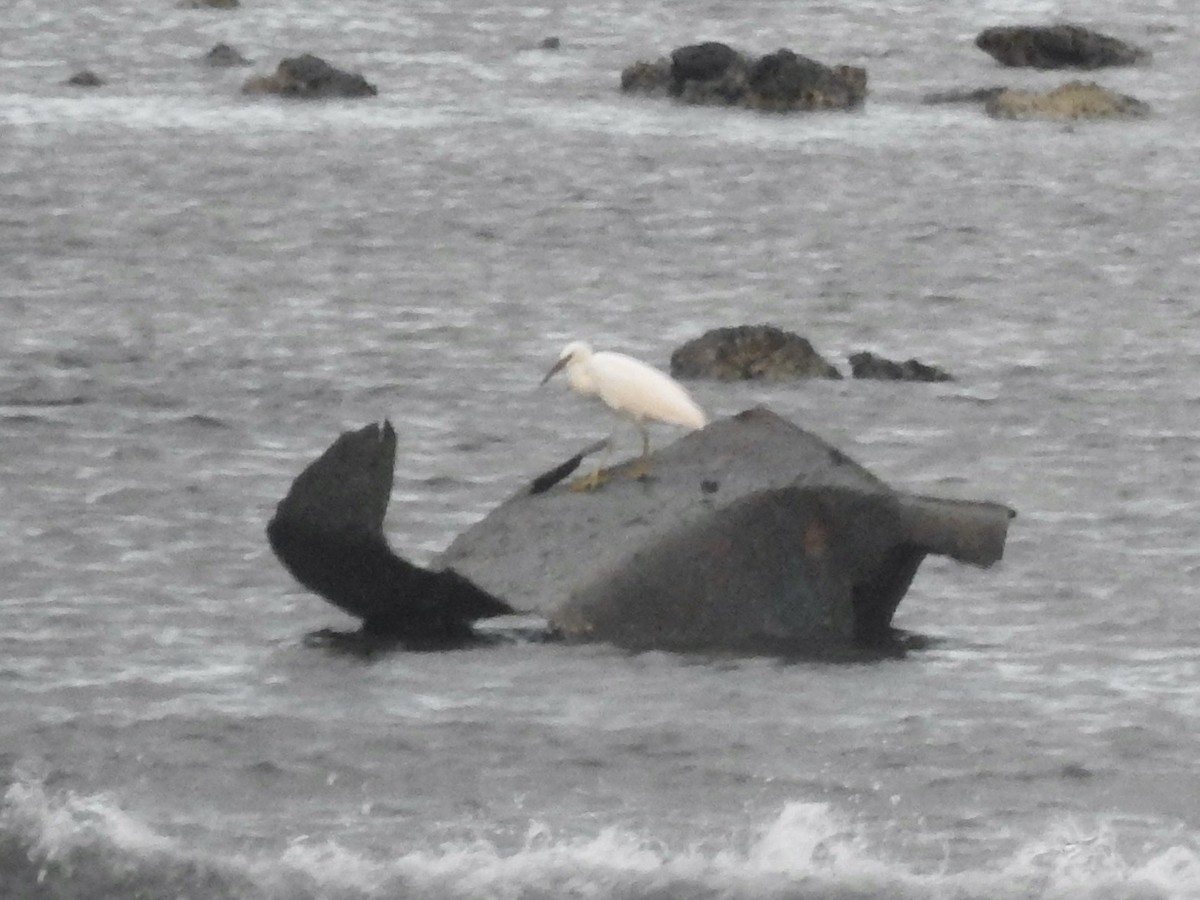 Pacific Reef-Heron - ML612797220