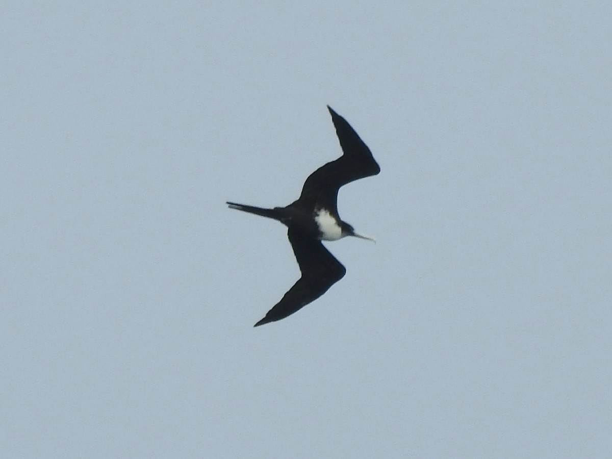 Lesser Frigatebird - ML612797276