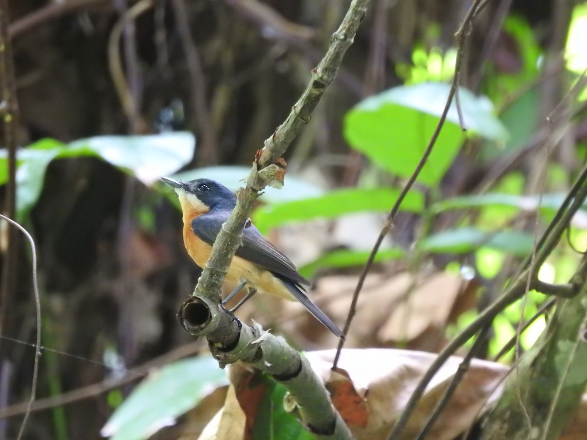 Vanikoro Flycatcher - ML612797283