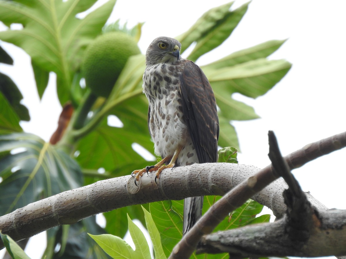 Fiji Goshawk - ML612797296
