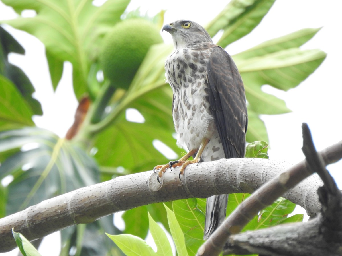 Fiji Goshawk - ML612797305