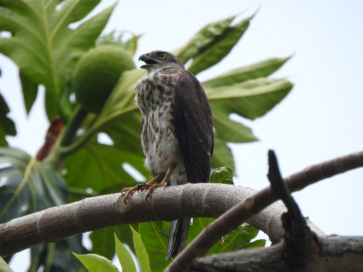 Fiji Goshawk - ML612797308