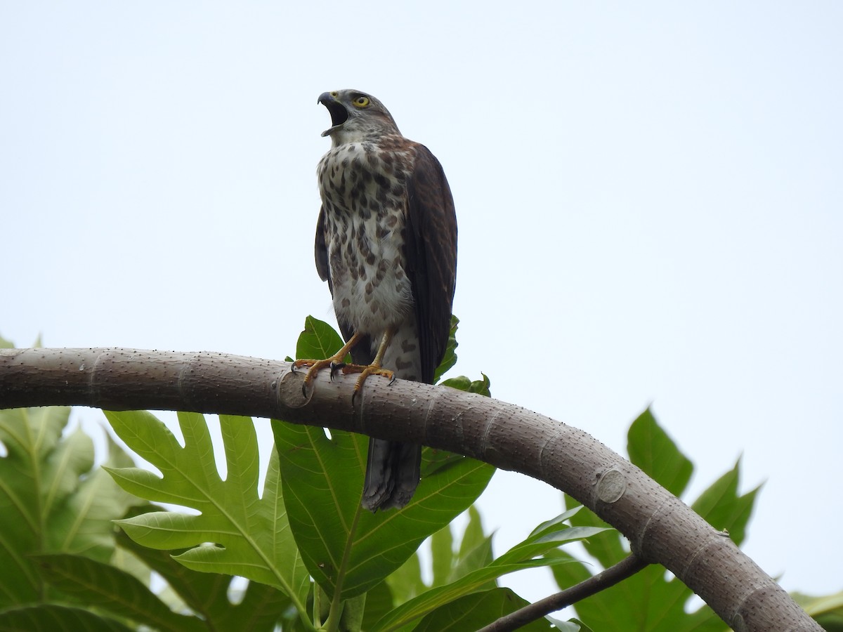 Fiji Goshawk - ML612797309