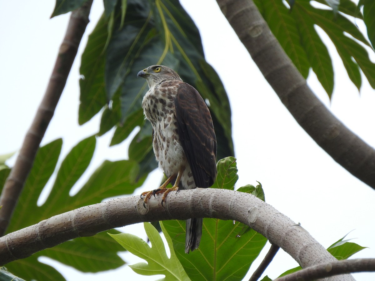 Fiji Goshawk - ML612797316