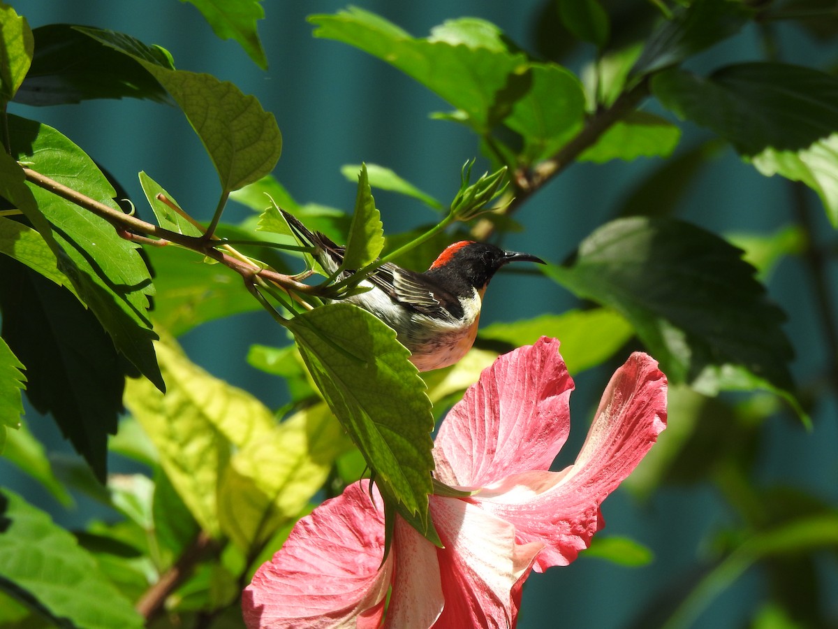 Sulphur-breasted Myzomela - ML612797330