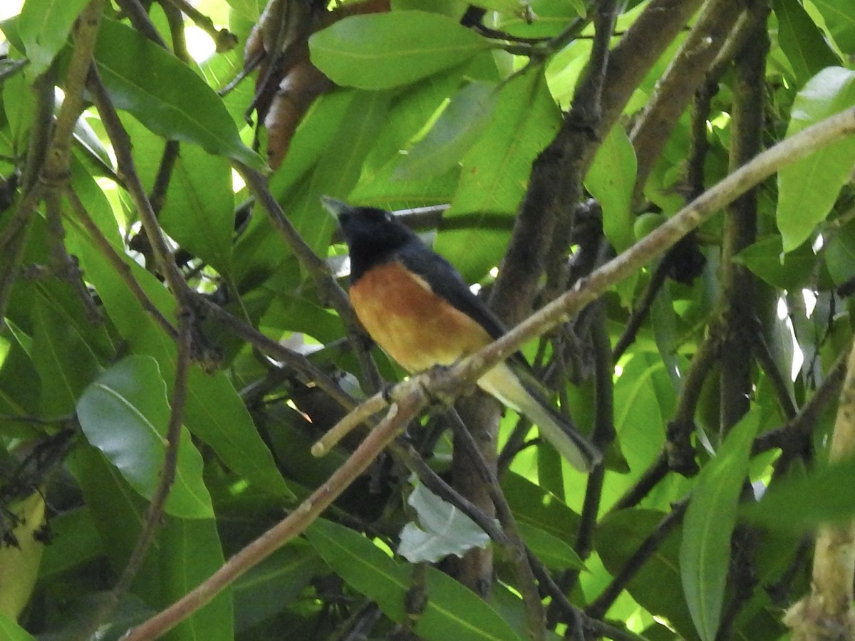 Vanikoro Flycatcher - Chris Burris