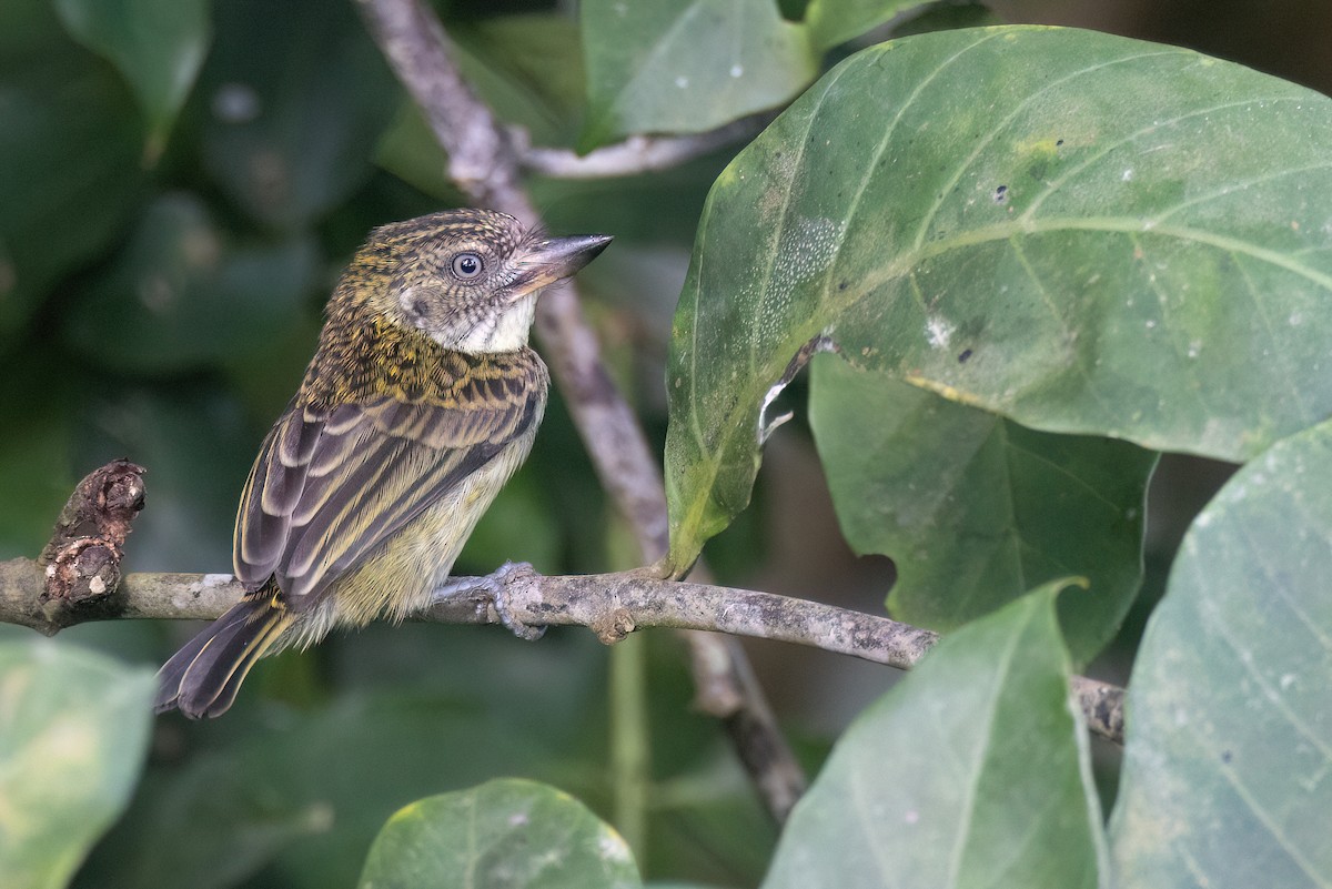 Speckled Tinkerbird - ML612797410