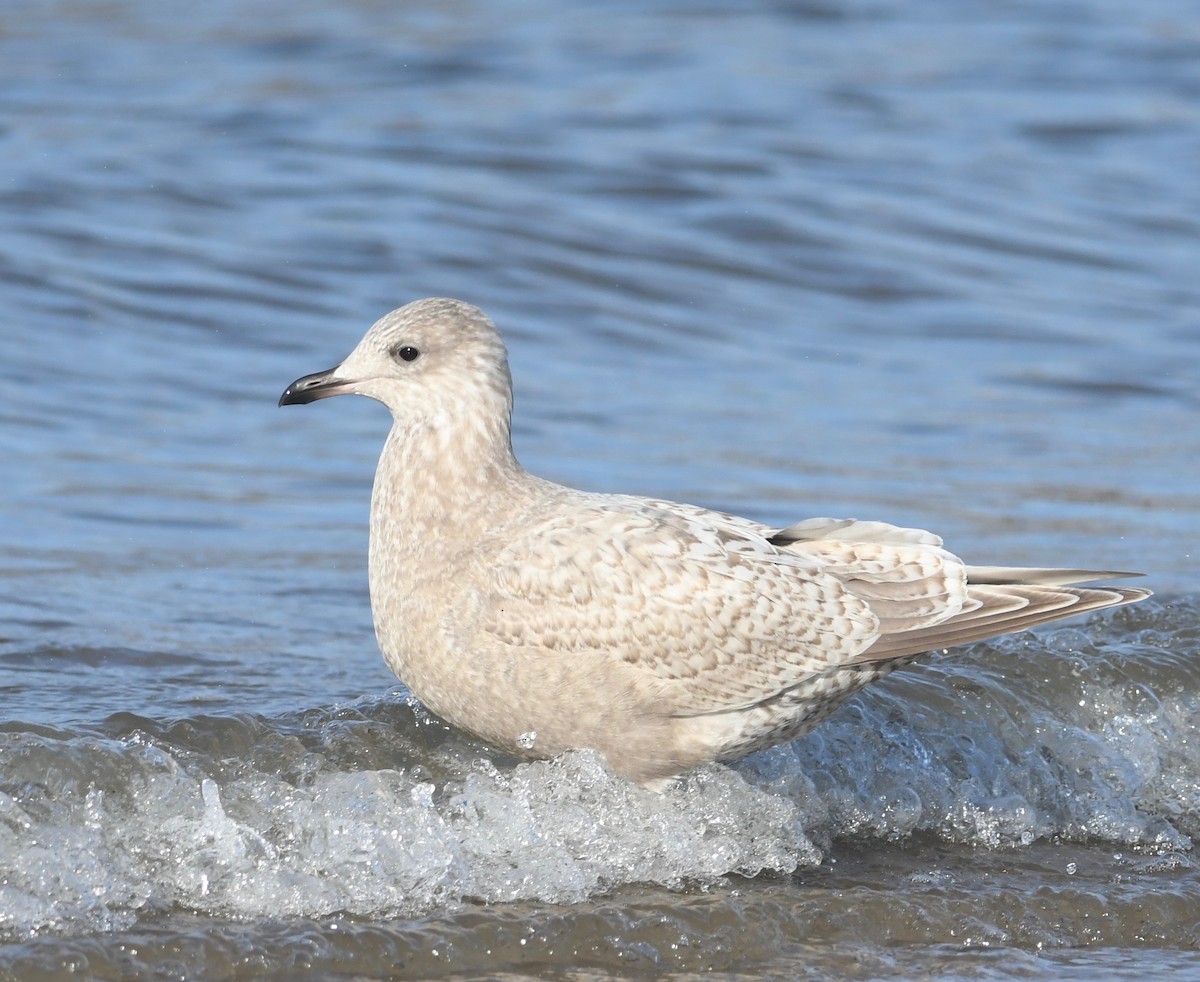 Iceland Gull - ML612797419