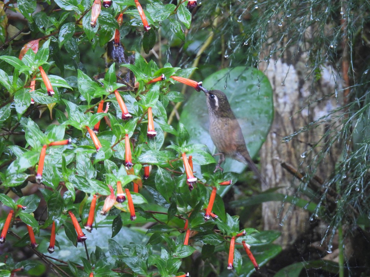 Speckled Hummingbird - ML612797479