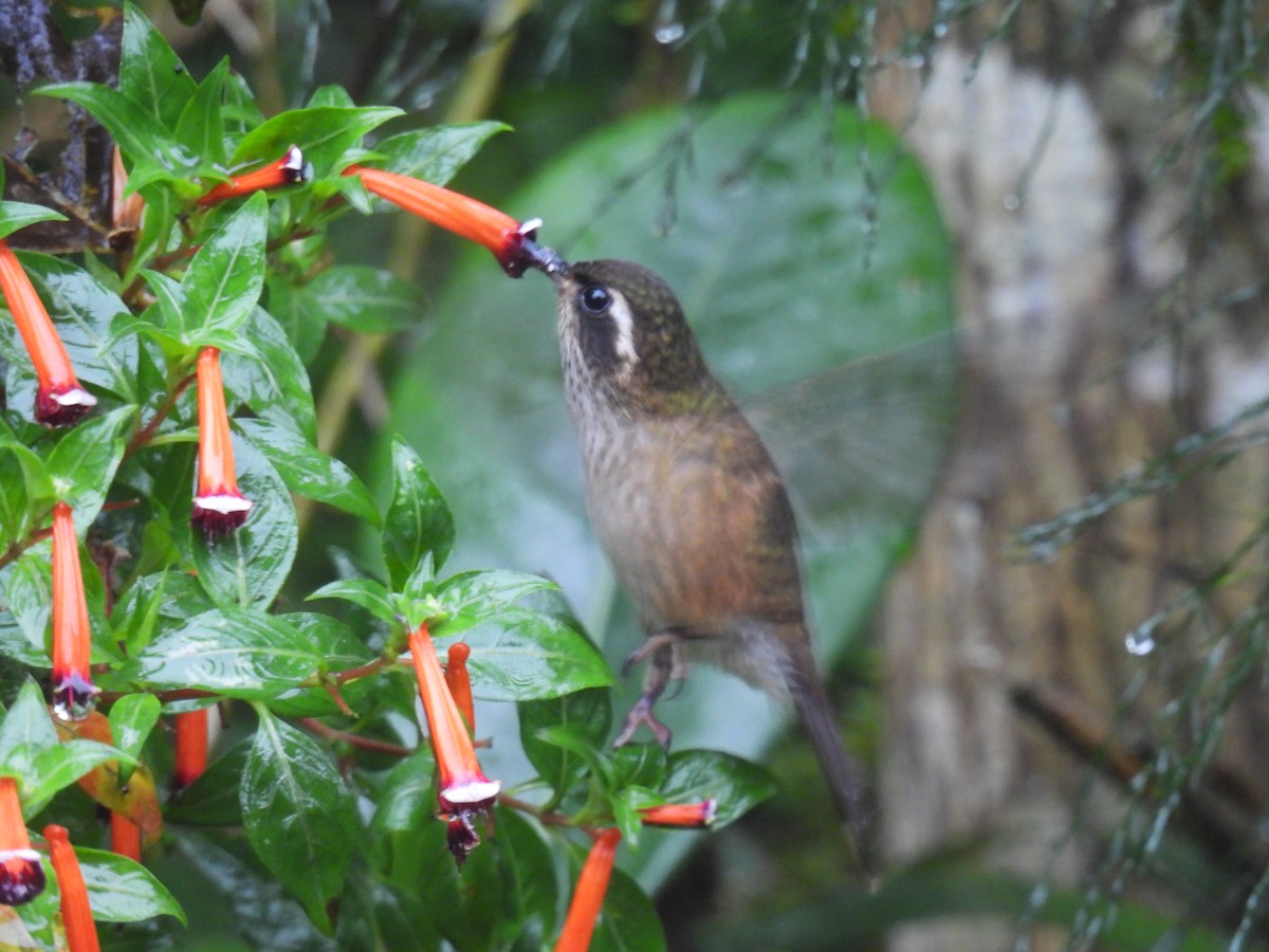 Speckled Hummingbird - ML612797480