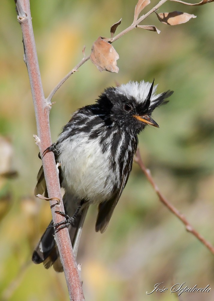 Pied-crested Tit-Tyrant - ML612797508