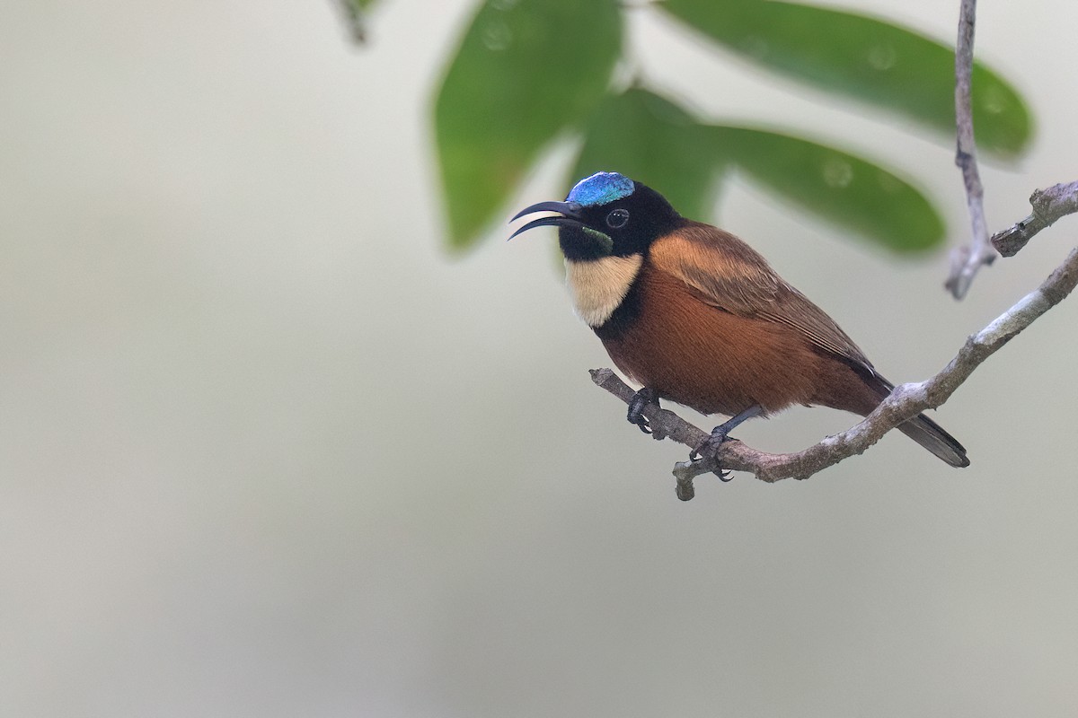 Buff-throated Sunbird - ML612797529