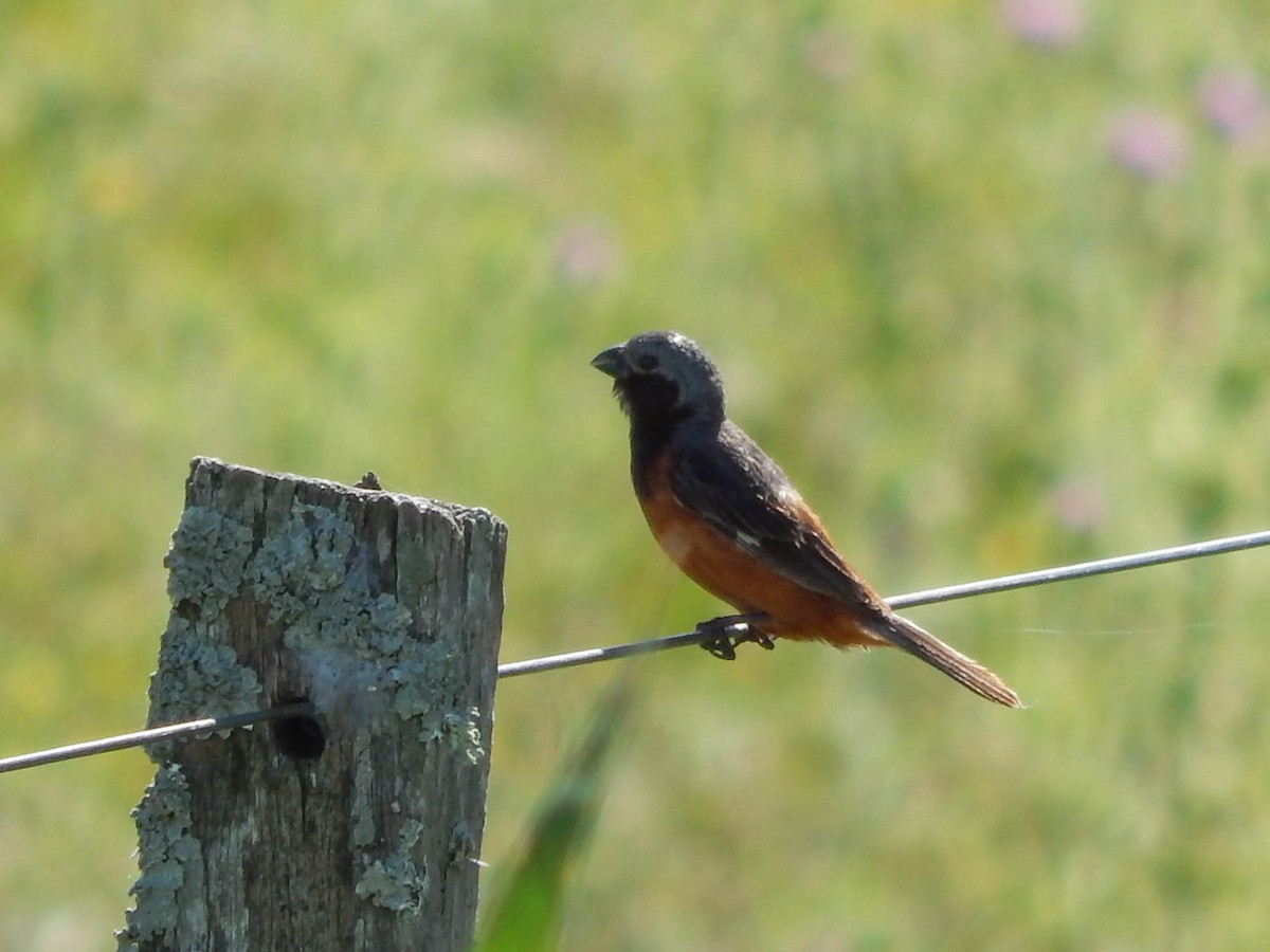 Dark-throated Seedeater - ML612797556