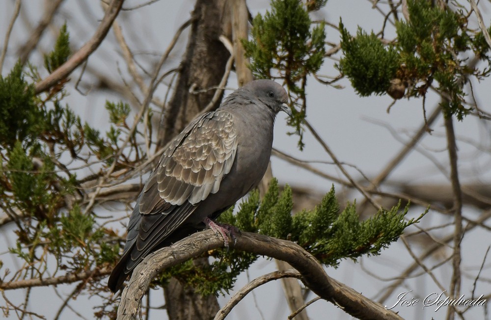 Spot-winged Pigeon - ML612797569