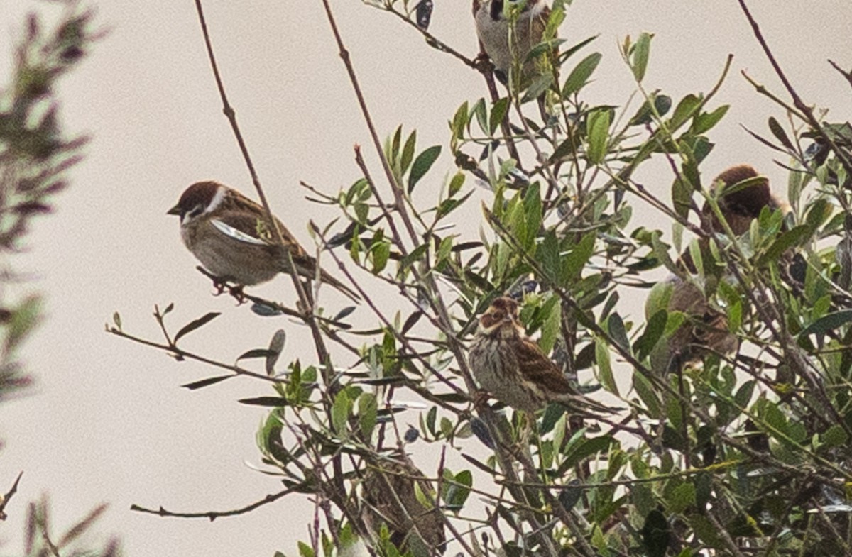 Little Bunting - ML612797602