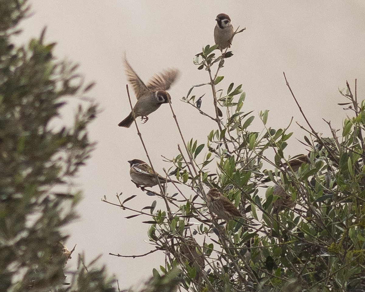 Little Bunting - ML612797603