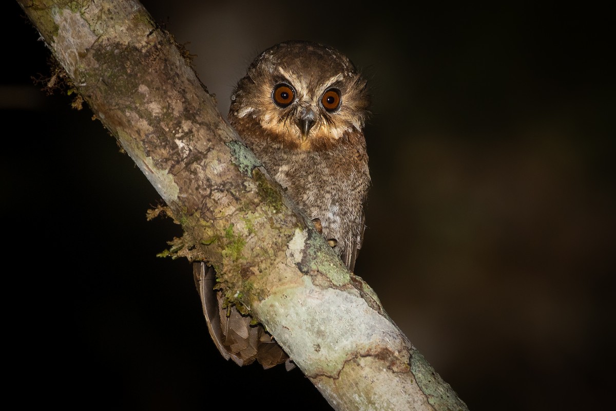 Long-whiskered Owlet - ML612797619