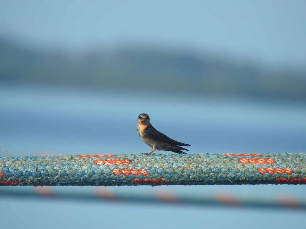 Pacific Swallow - ML612797642