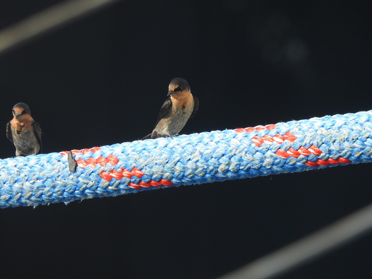 Pacific Swallow - Chris Burris