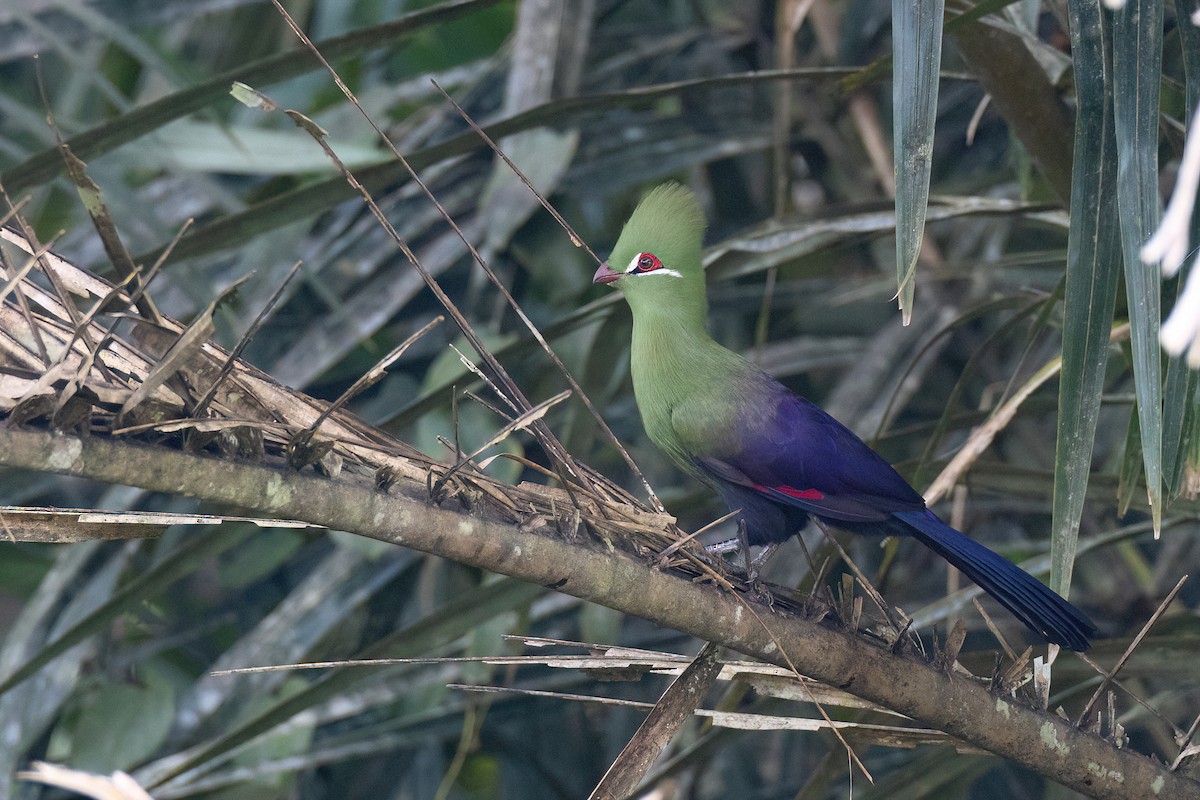 Guinea Turaco - ML612797685